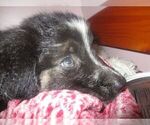 Small Photo #3 Australian Shepherd Puppy For Sale in SHELDON, MO, USA