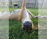 Small Black Mouth Cur Mix