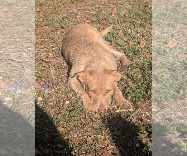 Medium Photo #2 Mutt Puppy For Sale in Brooksville, FL, USA