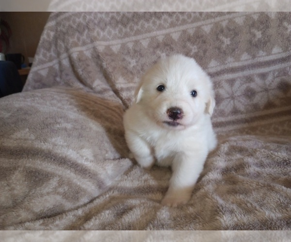 Medium Photo #10 Great Pyrenees Puppy For Sale in SHELBYVILLE, TN, USA