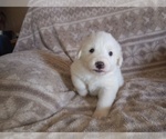 Small Photo #10 Great Pyrenees Puppy For Sale in SHELBYVILLE, TN, USA