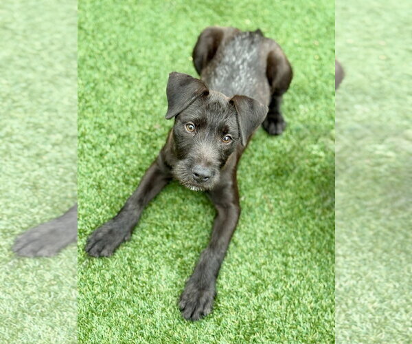 Medium Photo #4 Mutt Puppy For Sale in PIPE CREEK, TX, USA