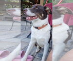 Small #9 Border Collie Mix