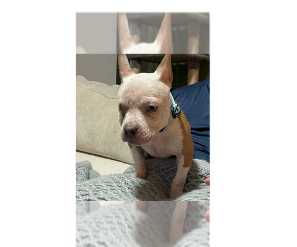 Medium Photo #5 French Bulldog-Unknown Mix Puppy For Sale in Greenbelt, MD, USA