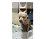 Small #4 French Bulldog Mix
