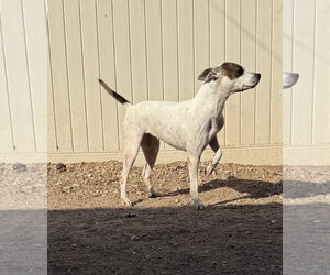 Radar - Female American Pit Bull Terrier-Unknown Mix Dog for Adoption - Photo #2