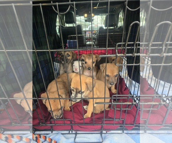 Medium Photo #2 Aussiedox Puppy For Sale in Frankenmuth, MI, USA