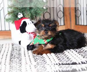 Yorkshire Terrier Puppy for sale in NAPLES, FL, USA