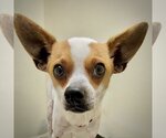 Small Photo #1 Rat Terrier-Unknown Mix Puppy For Sale in Atlanta, GA, USA