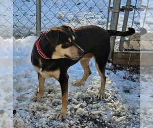 Mutt Dogs for adoption in Bloomingdale, NJ, USA