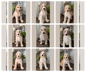 Goldendoodle Litter for sale in ASHEBORO, NC, USA