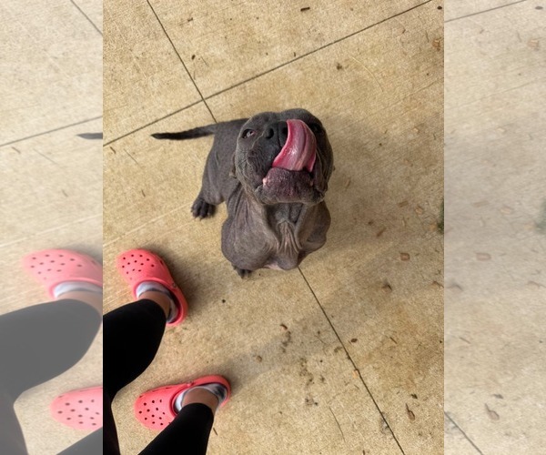 Medium Photo #8 Mutt Puppy For Sale in Germantown, OH, USA