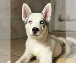 Small Siberian Husky