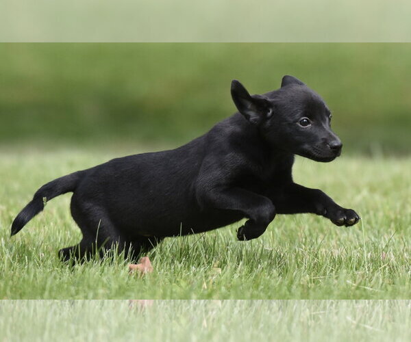 Medium Photo #2 Borador Puppy For Sale in Mechanicsburg, PA, USA