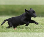 Small #1 Borador
