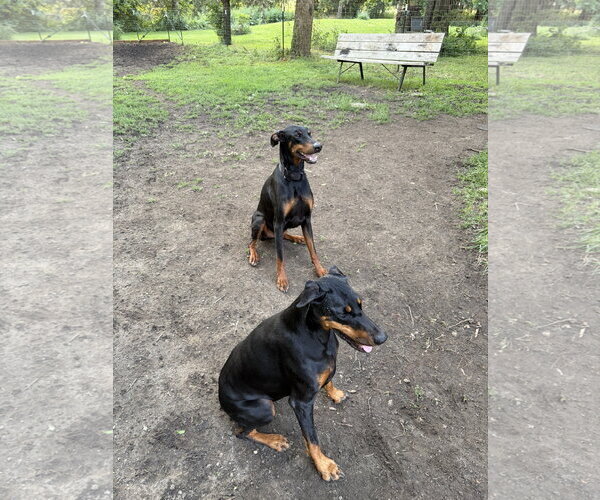 Medium Photo #5 Doberman Pinscher Puppy For Sale in Minneaoplis, MN, USA