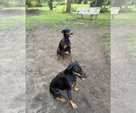 Small #4 Doberman Pinscher