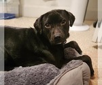 Small #4 Beagle-Border Collie Mix
