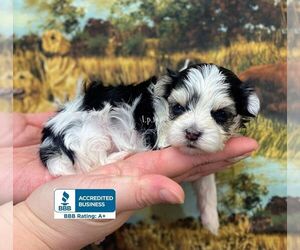 Morkie Puppy for sale in WINNSBORO, LA, USA