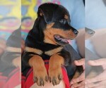 Small #3 Rottweiler