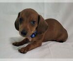 Puppy Blue Male Dachshund