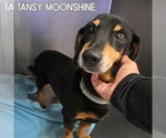 Small #6 Dachshund