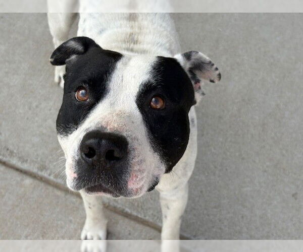 Medium Photo #1 Mutt Puppy For Sale in Tulsa, OK, USA