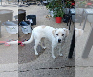 Ladybirds :  Dulce - Female Australian Shepherd-Catahoula Leopard Dog Mix Dog for Adoption - Photo #2