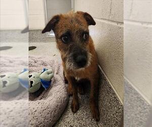 Border Terrier Dogs for adoption in Houston, TX, USA