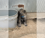 Small Photo #7 Wolf Hybrid Puppy For Sale in LAMAR, CO, USA
