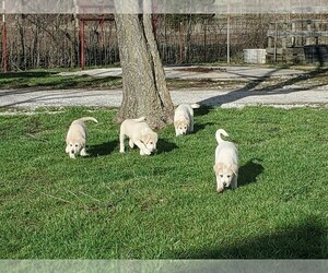 Anatolian Shepherd-Great Pyrenees Mix Puppy for sale in LAMAR, MO, USA