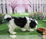 Small #14 Cavapoo