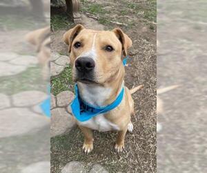 Labrador Retriever-Unknown Mix Dogs for adoption in Tulsa, OK, USA
