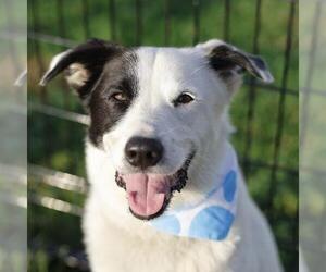 Australian Shepherd-Unknown Mix Dogs for adoption in San Antonio, TX, USA