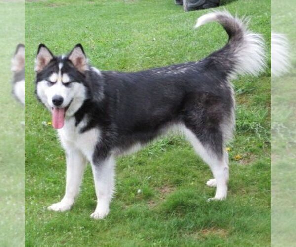 Medium Photo #1 Alaskan Malamute Puppy For Sale in CROGHAN, NY, USA