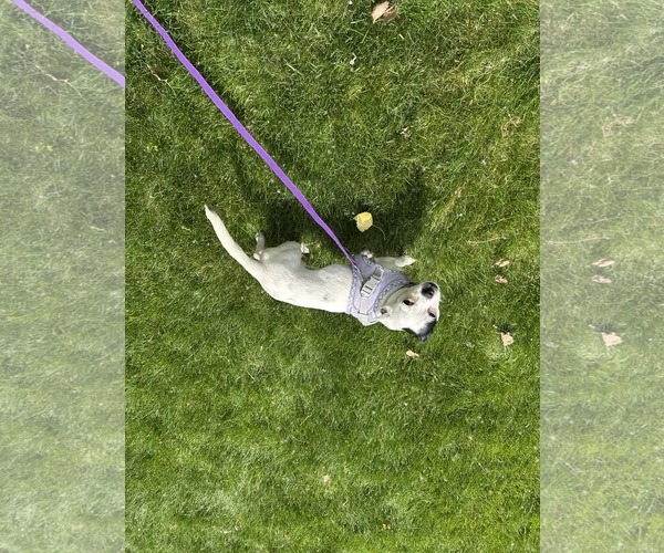 Medium Photo #5 Chihuahua Puppy For Sale in St. Louis Park, MN, USA