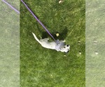 Small #4 Chihuahua