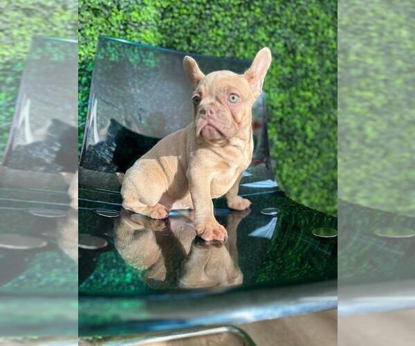 Medium Photo #20 French Bulldog Puppy For Sale in PARADISE VALLEY, AZ, USA