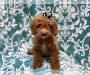 Goldendoodle-Poodle (Miniature) Mix Puppy for sale in LAKELAND, FL, USA