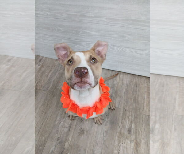 Medium Photo #22 Mutt Puppy For Sale in Murfreesboro, NC, USA