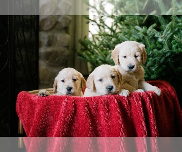 View Ad Golden Retriever Litter of Puppies for Sale near New York