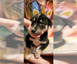 Border Collie Puppy for sale in CHAGRIN FALLS, OH, USA
