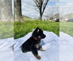 Small Photo #9 German Shepherd Dog Puppy For Sale in ROCKFIELD, KY, USA