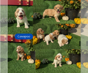 Cavapoo Puppy for Sale in GOSHEN, Indiana USA