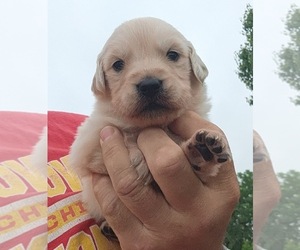 Golden Retriever Puppy for sale in ROSE HILL, KS, USA