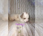 Puppy Female 5 Cavapoo