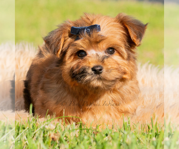 Medium Photo #4 Yorkipoo Puppy For Sale in WARSAW, IN, USA