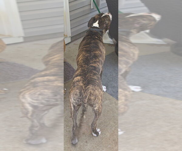 Medium Photo #1 American Staffordshire Terrier Puppy For Sale in ALBEMARLE, NC, USA