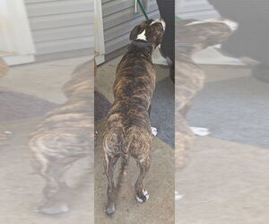 Father of the American Staffordshire Terrier puppies born on 07/16/2026