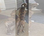 Small Photo #1 American Staffordshire Terrier Puppy For Sale in ALBEMARLE, NC, USA